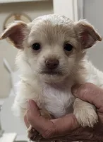 Kooper, a male Chihuahua for sale in Little Rock, AR – 4 of 4