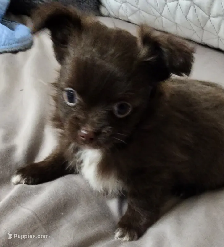 Raine CKC – Chihuahua puppy for sale in Little Rock, AR
