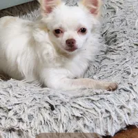 PET TINY Blitzen reduced , a male Chihuahua for sale in Little Rock, AR – Photo 6 of 7