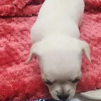 PET TINY Blitzen reduced , a male Chihuahua for sale in Little Rock, AR – Photo 5 of 7