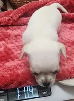 TINY Blitzen , a male Chihuahua for sale in Little Rock, AR – Photo 5 of 7