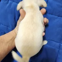 PET TINY Blitzen reduced , a male Chihuahua for sale in Little Rock, AR – Photo 2 of 7