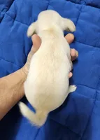 TINY Blitzen , a male Chihuahua for sale in Little Rock, AR – Photo 2 of 7