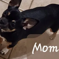 PET TINY Blitzen reduced , a male Chihuahua for sale in Little Rock, AR – Photo 7 of 7