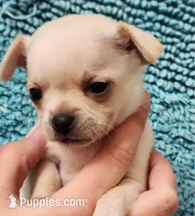 TINY Blitzen , a male Chihuahua for sale in Little Rock, AR – Photo 4 of 7