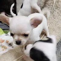 PET TINY Blitzen reduced , a male Chihuahua for sale in Little Rock, AR – Photo 1 of 7