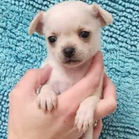 PET TINY Blitzen reduced , a male Chihuahua for sale in Little Rock, AR – Photo 3 of 7
