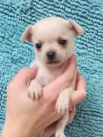 TINY Blitzen , a male Chihuahua for sale in Little Rock, AR – Photo 3 of 7