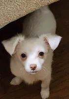 Long Coat Percy CKC, a male Chihuahua for sale in Little Rock, AR – 3 of 8