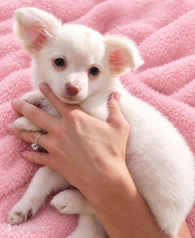 Kiki CKC – Chihuahua puppy for sale in Little Rock, AR