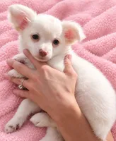 Kiki CKC, a female Chihuahua for sale in Little Rock, AR – 1 of 7