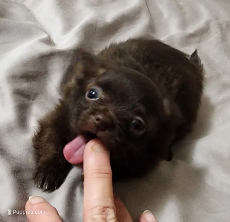 Tiny Forrest CKC – Chihuahua puppy for sale in Little Rock, AR