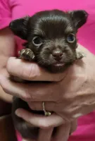 TINY tiny Willow CKC, a female Chihuahua for sale in Little Rock, AR – 3 of 7