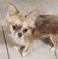 TINY Willow CKC, a female Chihuahua for sale in Little Rock, AR – Photo 3 of 4