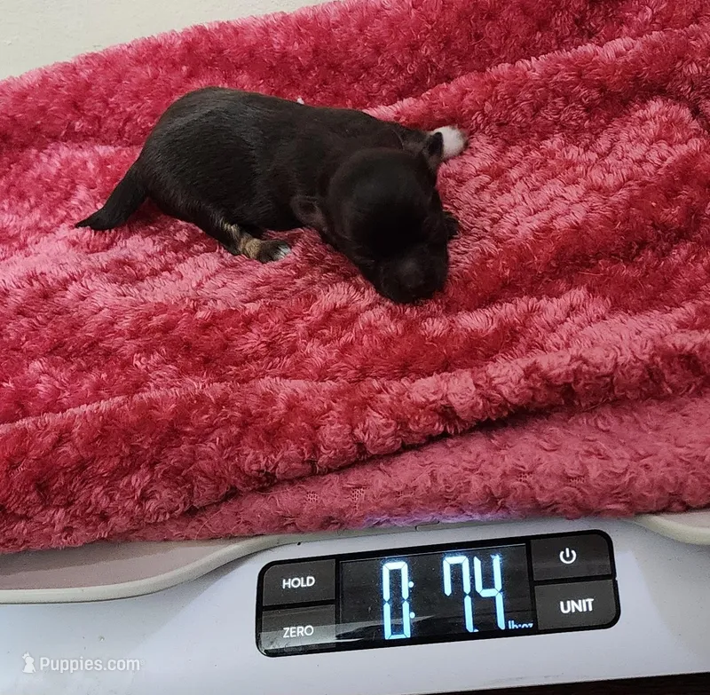 Willow CKC – Chihuahua puppy for sale in Little Rock, AR