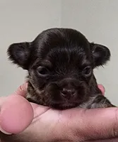 TINY Willow CKC, a female Chihuahua for sale in Little Rock, AR – Photo 4 of 4