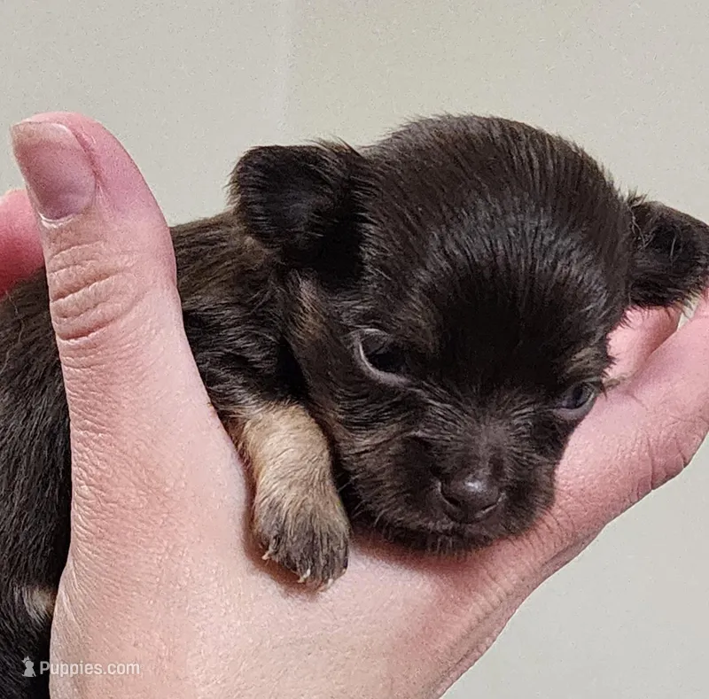 Willow CKC – Chihuahua puppy for sale in Little Rock, AR