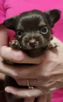 TINY tiny Willow CKC, a female Chihuahua for sale in Little Rock, AR – 2 of 7