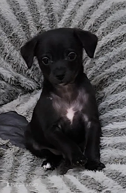 Murphy CKC – Chihuahua puppy for sale in Little Rock, AR