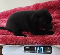 Murphy CKC, a male Chihuahua for sale in Little Rock, AR – Photo 2 of 3