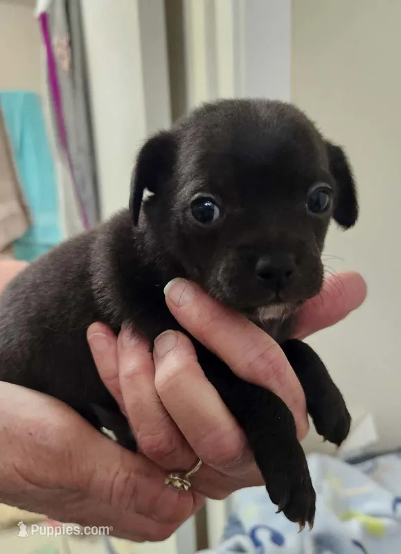 Murphy CKC – Chihuahua puppy for sale in Little Rock, AR