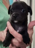 Murphy CKC, a male Chihuahua for sale in Little Rock, AR – Photo 3 of 3