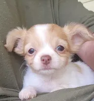 Sage CKC, a female Chihuahua for sale in Little Rock, AR – 3 of 8