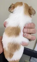 Sage CKC, a female Chihuahua for sale in Little Rock, AR – 6 of 8