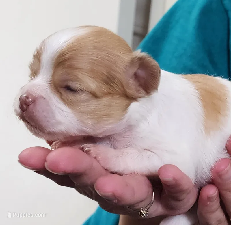 Sage CKC – Chihuahua puppy for sale in Little Rock, AR