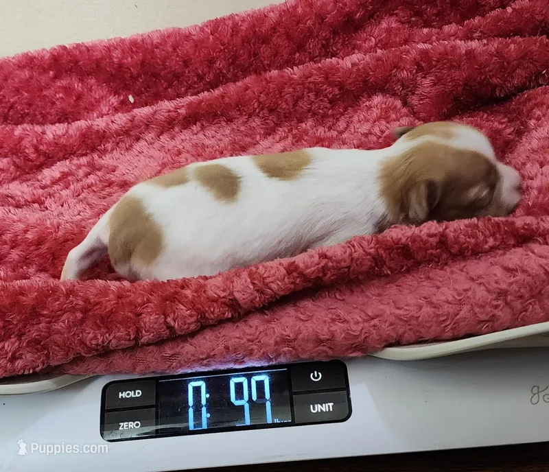 Sage CKC – Chihuahua puppy for sale in Little Rock, AR