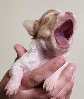 Sage CKC, a female Chihuahua for sale in Little Rock, AR – 8 of 8