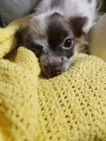 Tiny Tank CKC, a male Chihuahua for sale in Little Rock, AR – 8 of 8