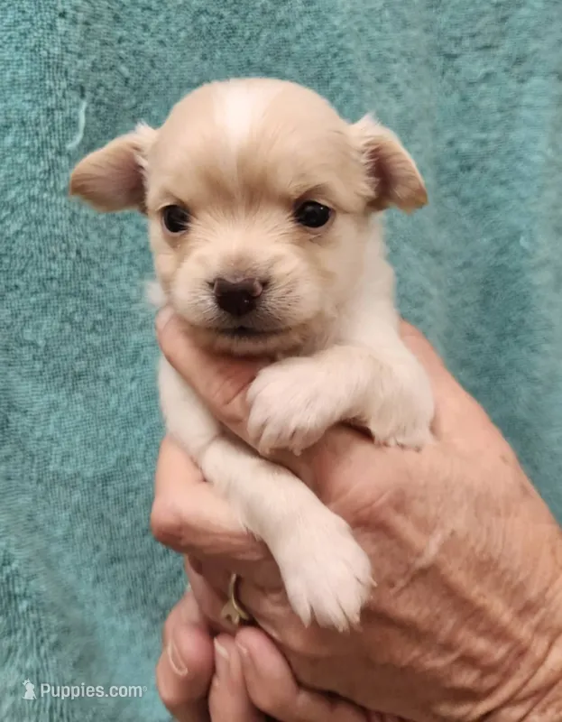 Kash CKC – Chihuahua puppy for sale in Little Rock, AR