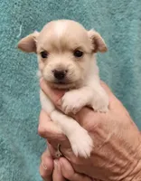 Kash CKC, a male Chihuahua for sale in Little Rock, AR – 1 of 3