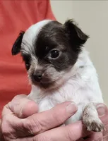 Tiny Oakley CKC, a male Chihuahua for sale in Little Rock, AR – 3 of 5