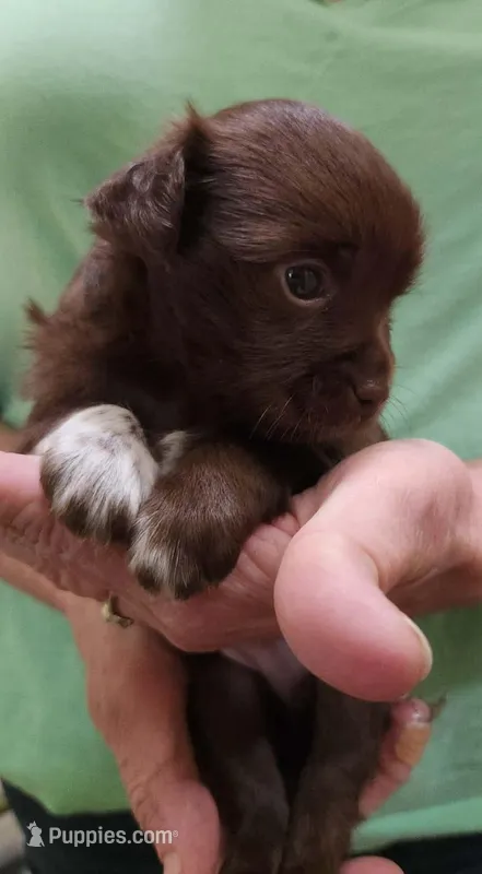 Finn CKC – Chihuahua puppy for sale in Little Rock, AR