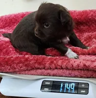 Finn CKC, a male Chihuahua for sale in Little Rock, AR – Photo 2 of 3