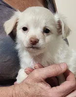 Kiki CKC, a female Chihuahua for sale in Little Rock, AR – 5 of 7