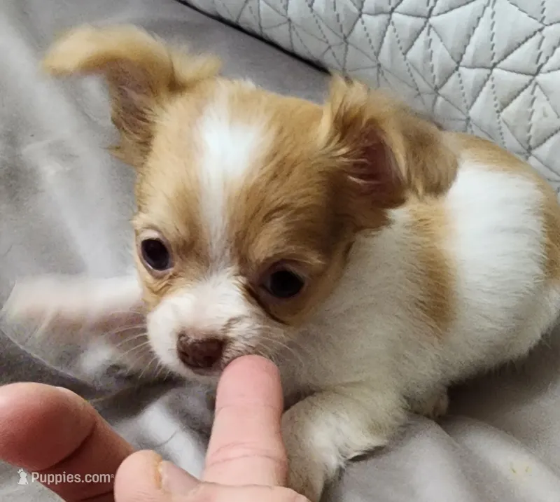 Sage CKC – Chihuahua puppy for sale in Little Rock, AR