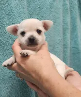 Kip CKC, a male Chihuahua for sale in Little Rock, AR – 1 of 2