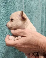 Kooper, a male Chihuahua for sale in Little Rock, AR – 2 of 2