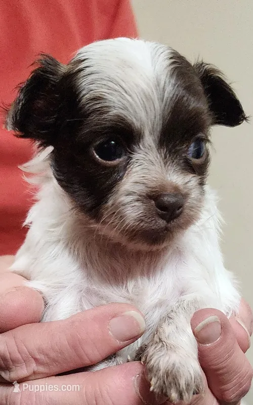 Oakley CKC – Chihuahua puppy for sale in Little Rock, AR