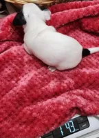 Comet, a male Chihuahua for sale in Little Rock, AR – Photo 2 of 4