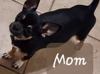 Comet, a male Chihuahua for sale in Little Rock, AR – Photo 3 of 4