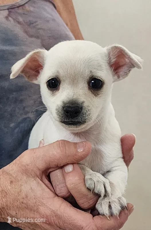 Kip CKC – Chihuahua puppy for sale in Little Rock, AR