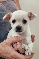 Kip CKC, a male Chihuahua for sale in Little Rock, AR – 1 of 4