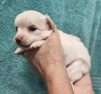 Kiki CKC, a female Chihuahua for sale in Little Rock, AR – 2 of 2