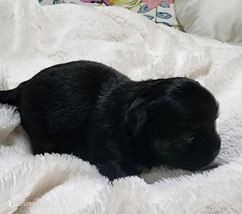 Squeak – Chihuahua puppy for sale in Little Rock, AR