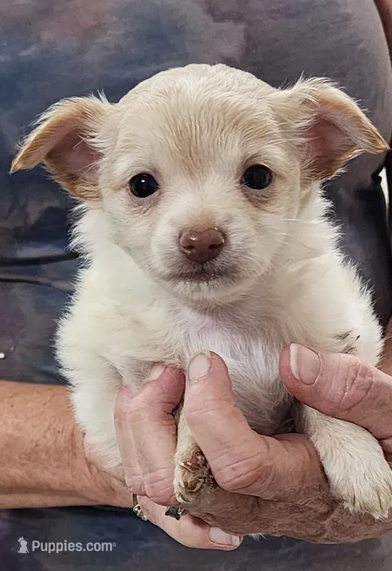 Kooper – Chihuahua puppy for sale in Little Rock, AR