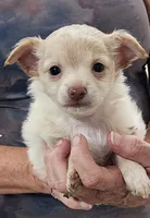 Kooper, a male Chihuahua for sale in Little Rock, AR – 1 of 4